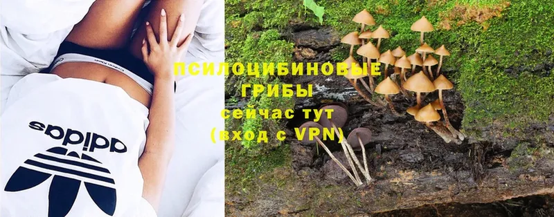 где продают   Будённовск  Галлюциногенные грибы MAGIC MUSHROOMS 